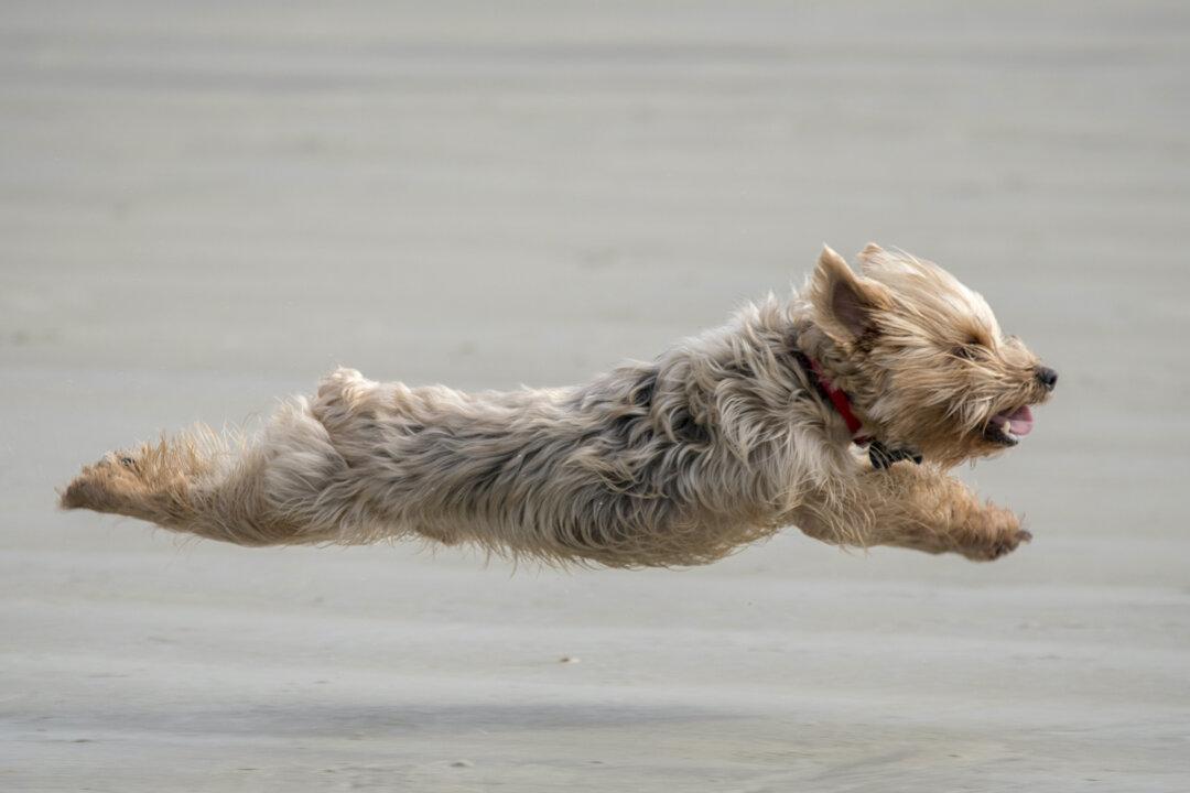 The Top 5 Dog Friendly Beaches in South Carolina. Take a Look