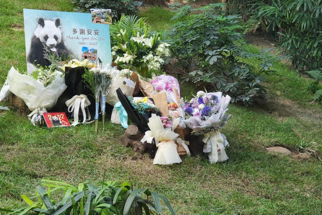 World’s Longest-Living Panda in Captivity Dies at 35 in Hong Kong