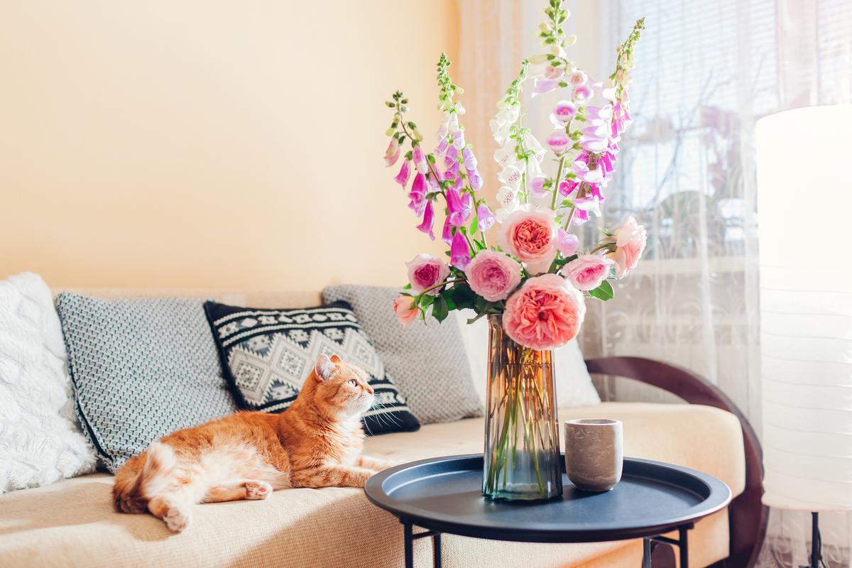 Foxglove Plants Are Toxic to Pets
