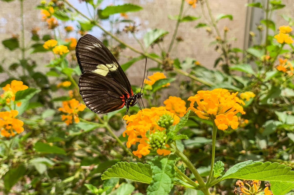 Butterflies Find a New Home in Santa Ana