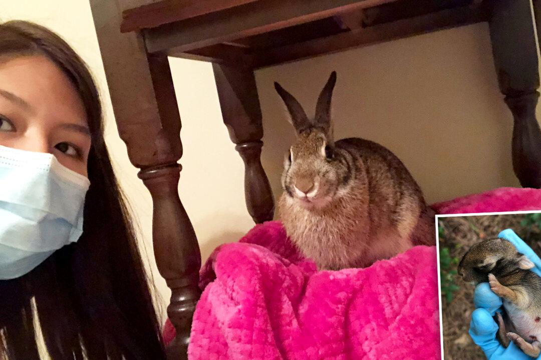 Wild Rabbit Returns to Visit the Lady Who Rescued Her as an Orphaned Newborn and Raised Her