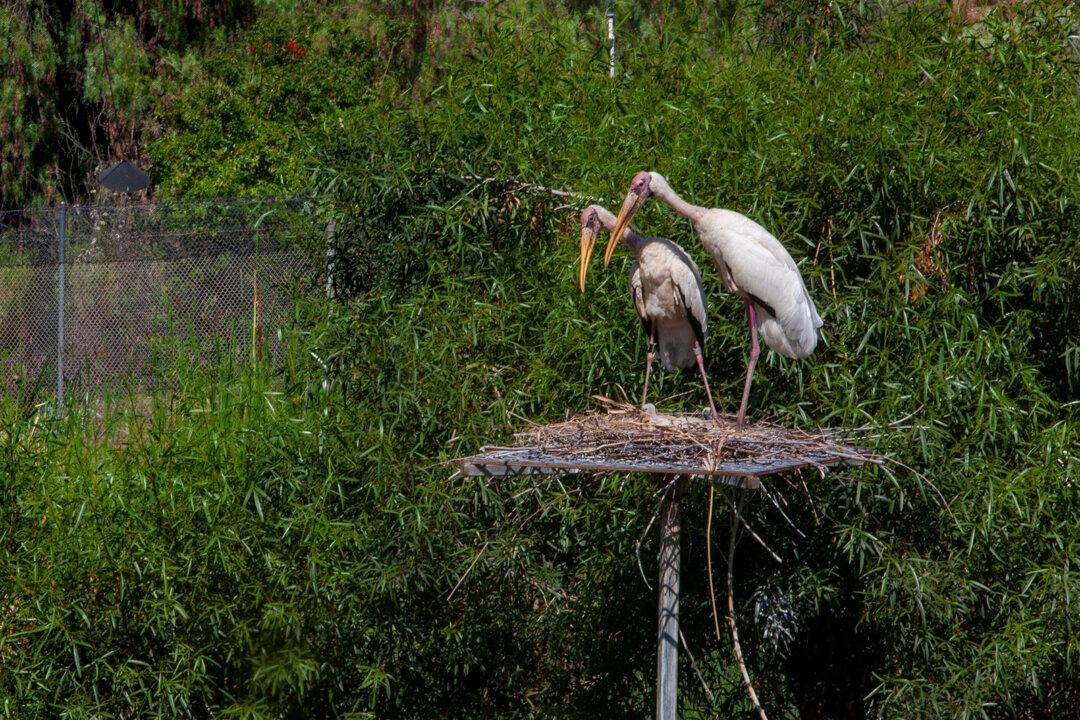 Safari Park Relocating Birds in Response to Avian Flu Outbreak
