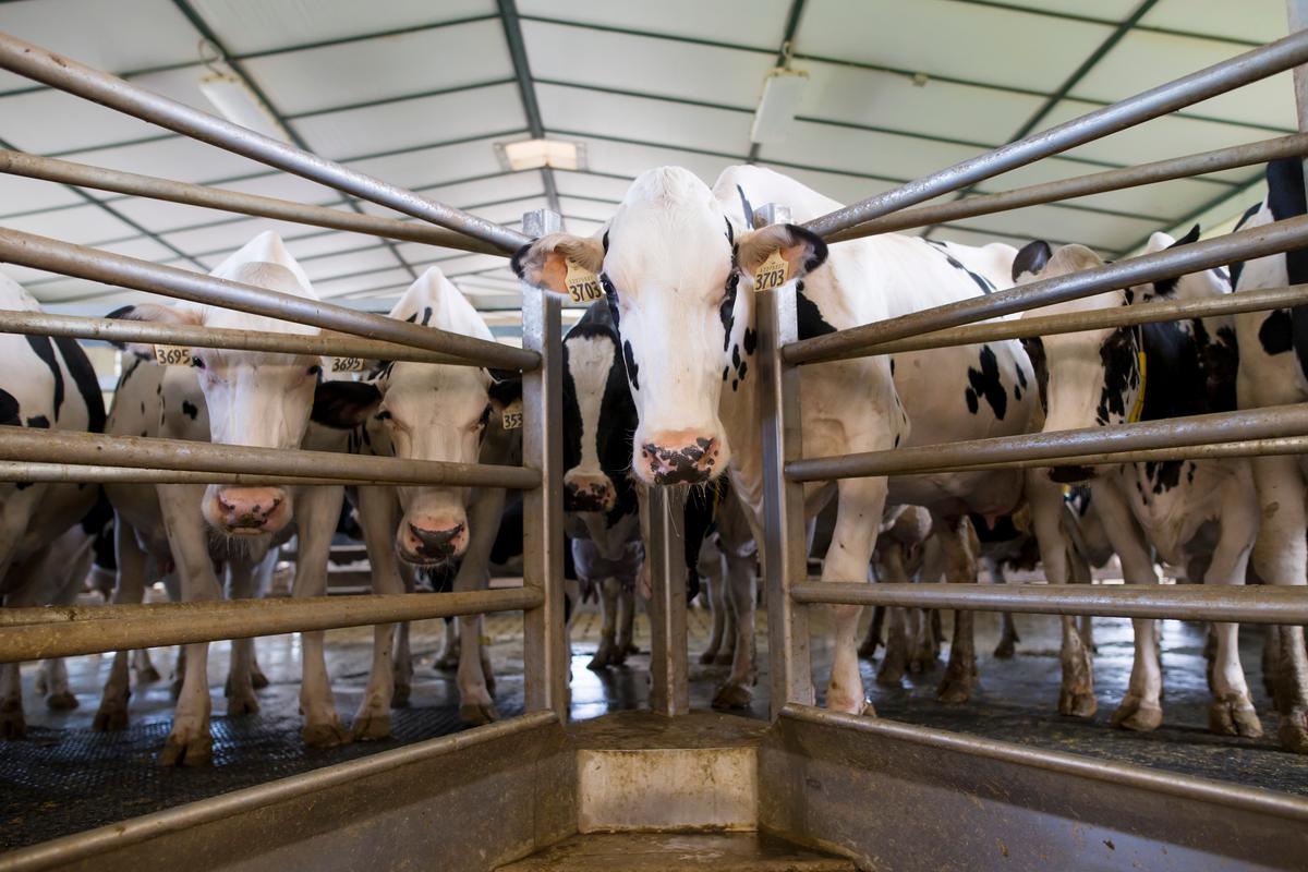 Canada, Ireland Issue Emission Restrictions for Farmers, Similar to Netherlands