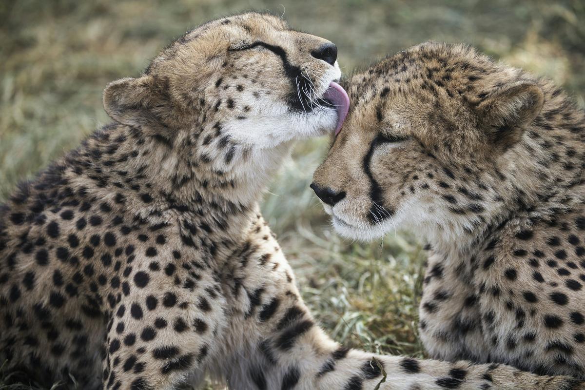 8 Cheetahs to Fly From Namibia to India For Attempt to Reintroduce Species Back Into Wilderness