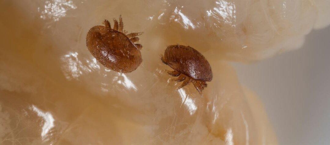 Properties Across 3 Aussie States Raided in Varroa Mite Probe