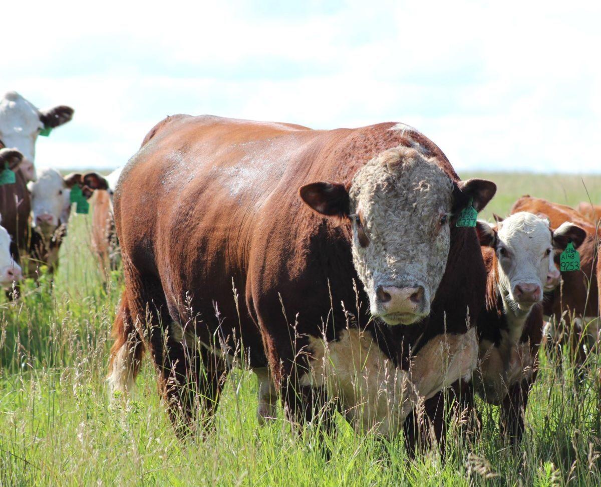 A Hereford bull on the Hoffman Hereford Ranch near Leola, South Dakota. (Courtesy Colin Hoffman)