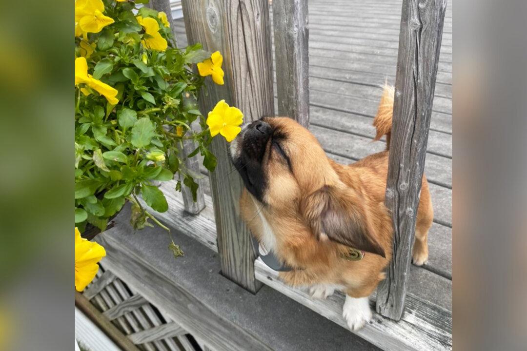 Sweet Little Dog Stops and Sniffs Every Flower He Comes Across