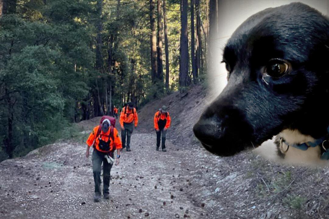 Real Life ‘Lassie’ Leads Search and Rescue to His 53-Year-Old Owner Who Fell Off 70-Foot Cliff in the Woods