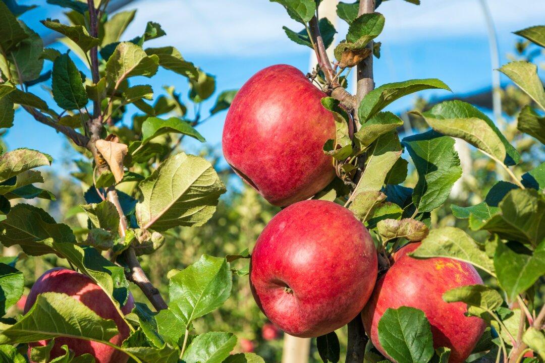 Pink Lady Apples