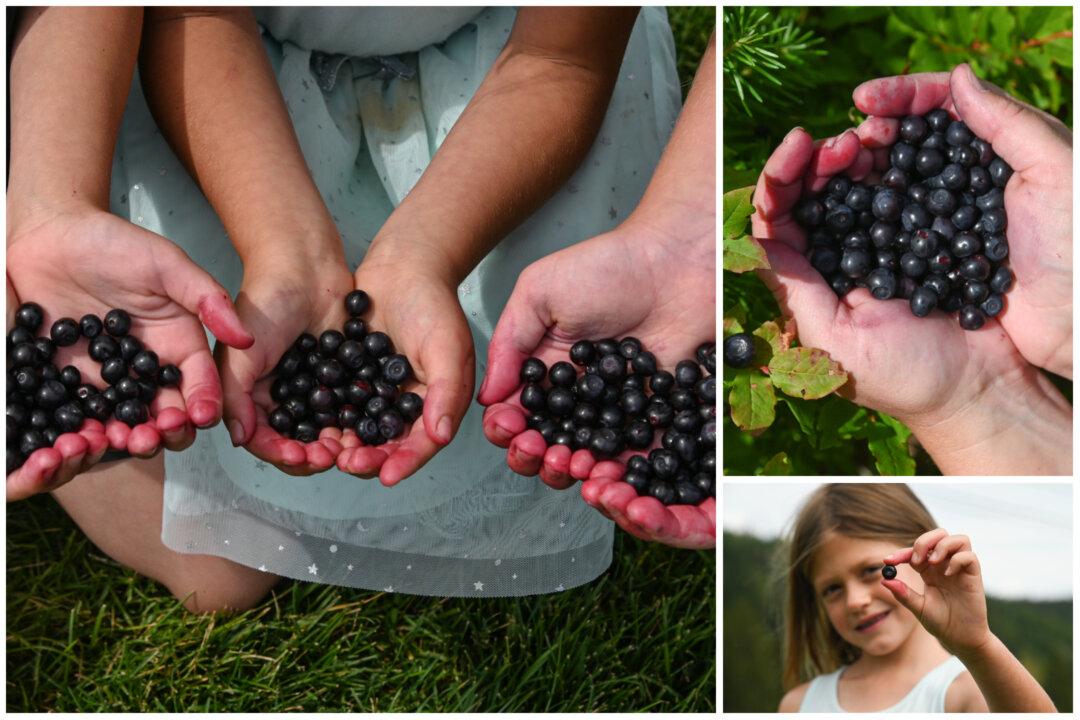 Huckleberry Everything: It’s the Season for the Beloved, Stubbornly Wild Berry of the Mountain West