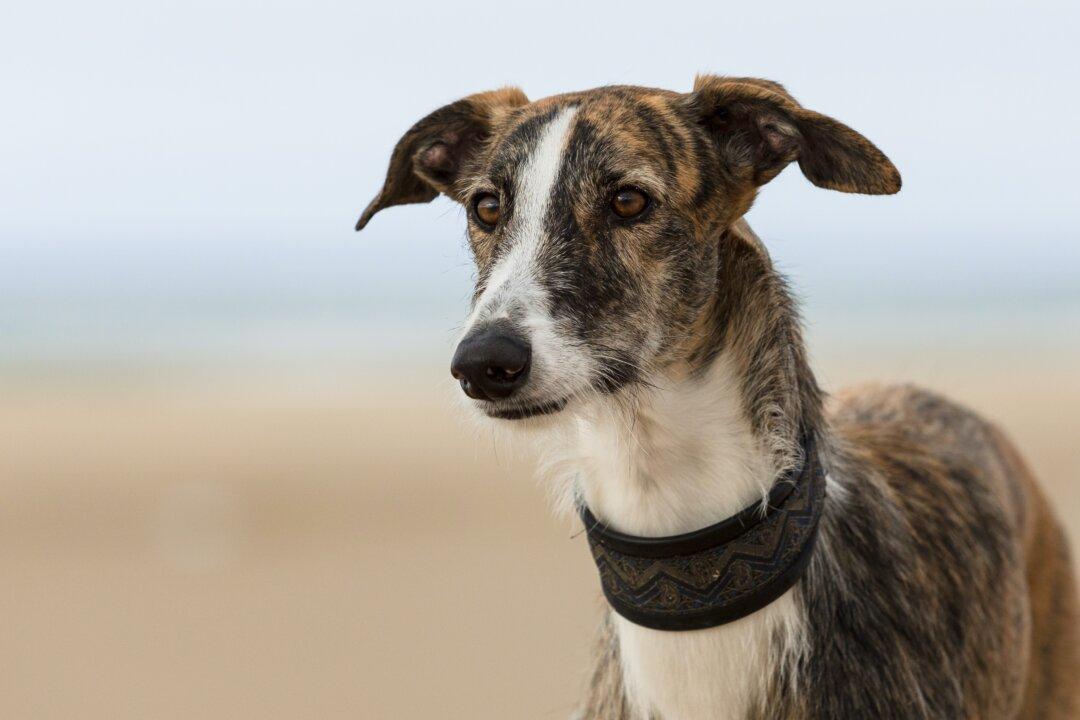 Excessive Sun Exposure Causes Sunburn and Skin Cancer in Dogs