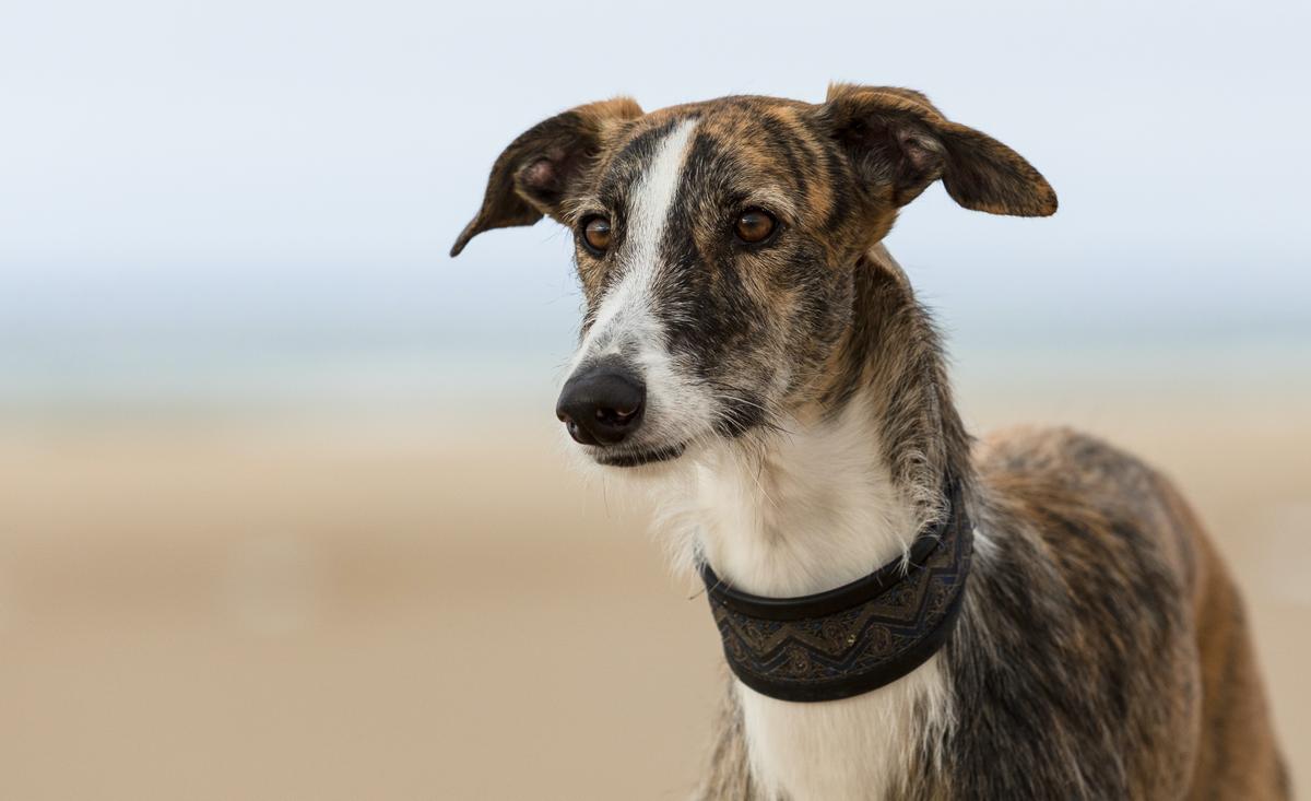 Excessive Sun Exposure Causes Sunburn and Skin Cancer in Dogs