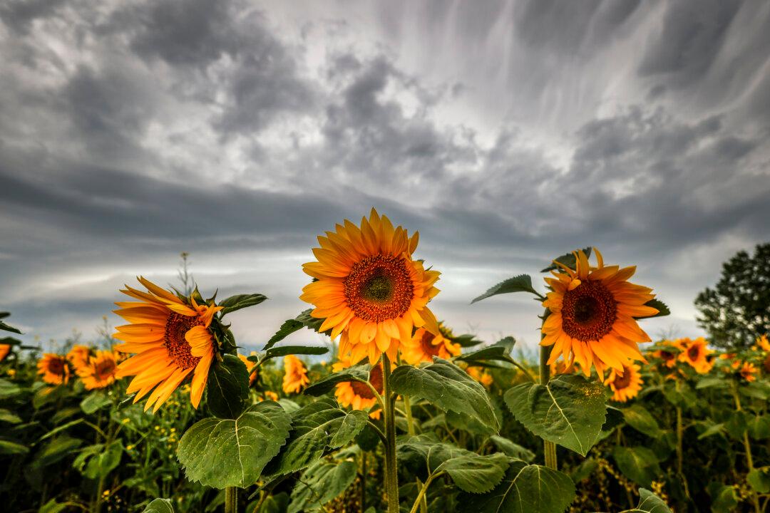 Ottawa Launches Public Consultations on Reducing Fertilizer Emissions