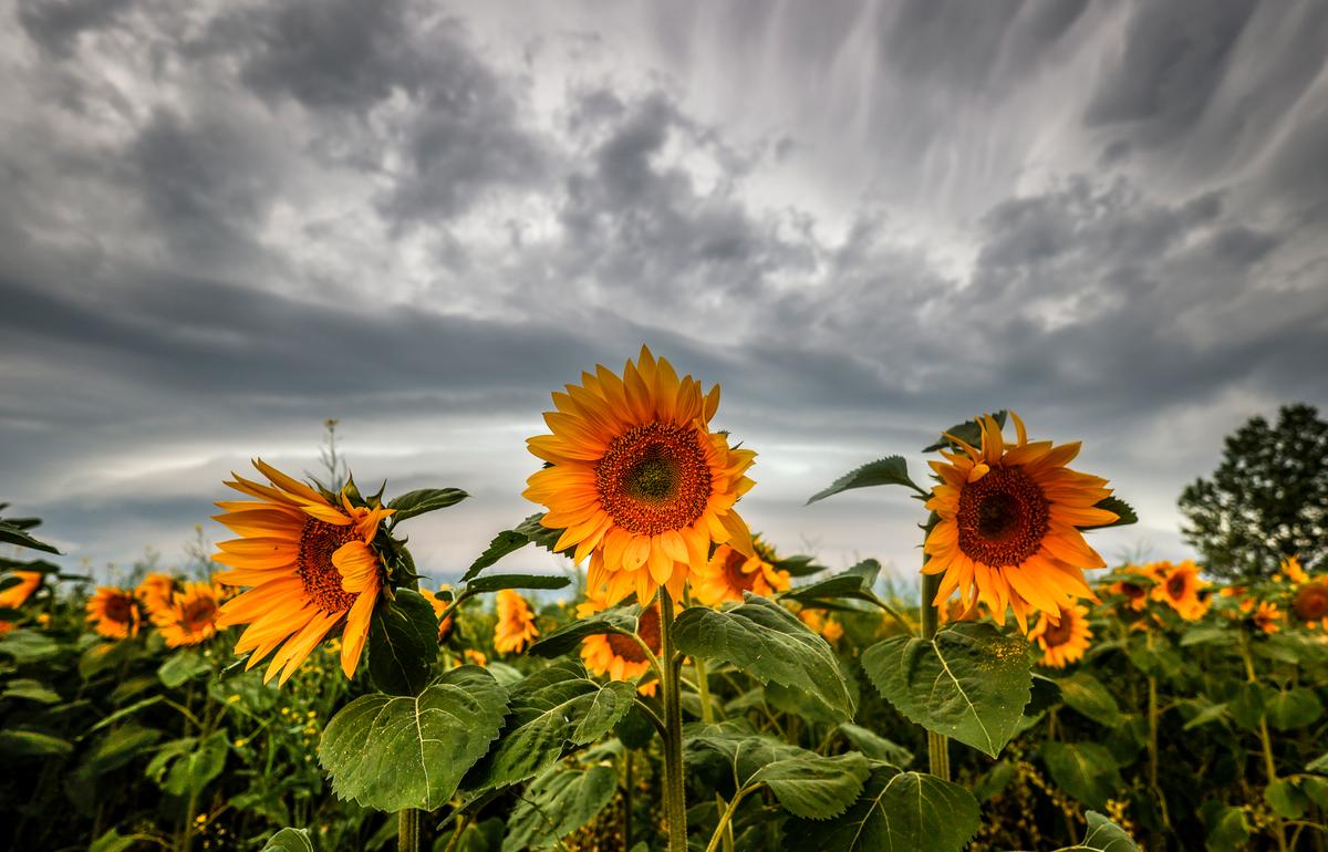 Ottawa Launches Public Consultations on Reducing Fertilizer Emissions