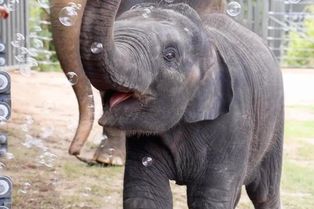 VIDEO: Baby Elephant Can’t Wait to Pop Bubbles With His Trunk—‘It’s Universally Cute’