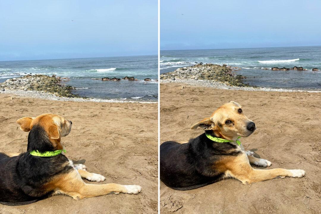 The Moving Story Behind Dog Sitting All Alone, Staring at the Sea: ‘It Broke My Heart’