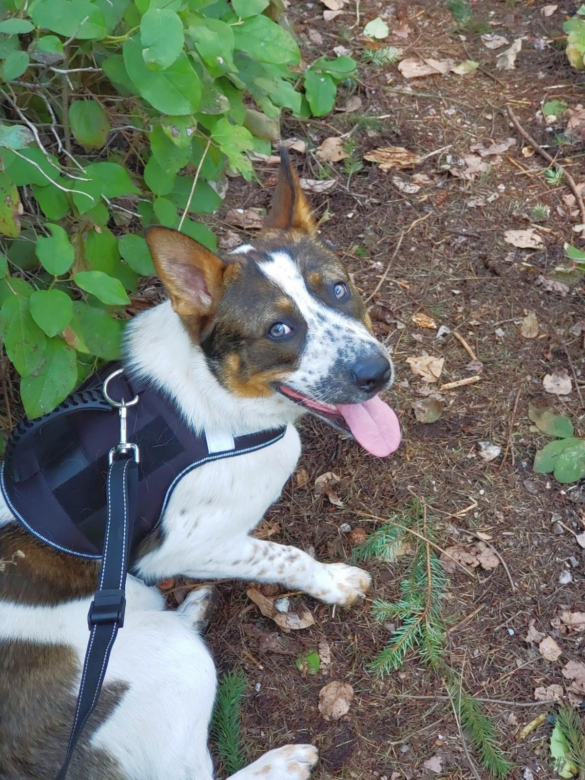 Tips For Travelling With Your Dog