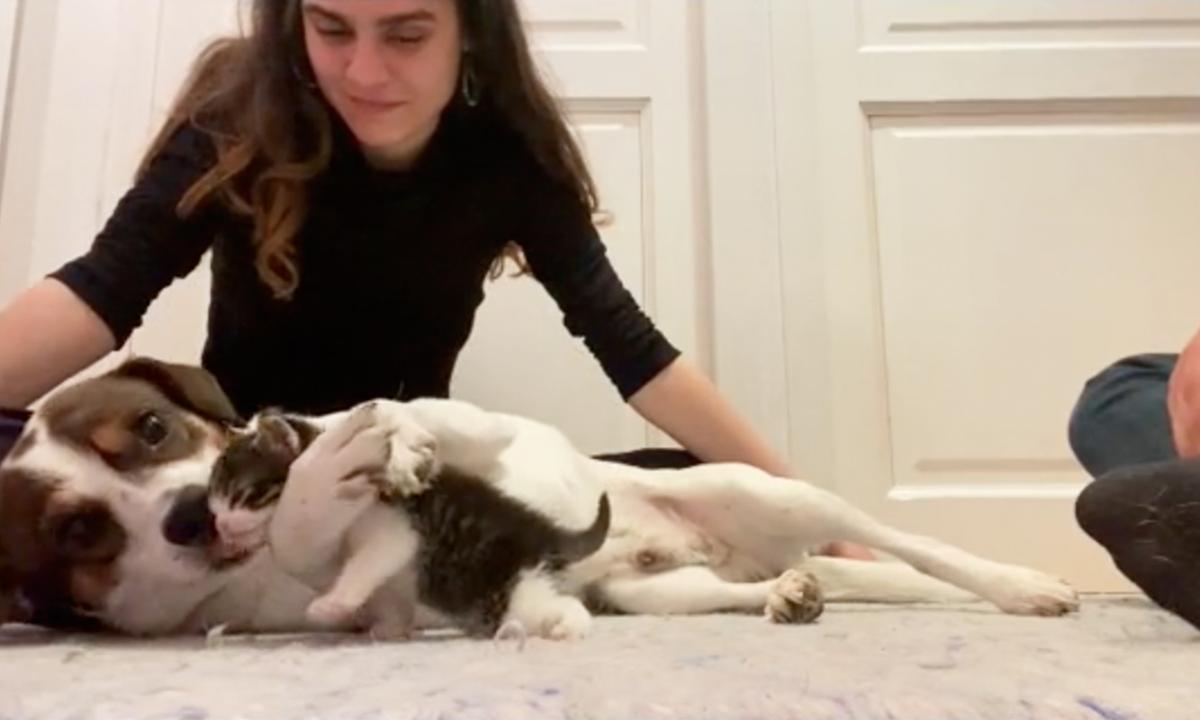 ‘Love at First Sight’: Grieving Dog Gives Hugs and Kisses to Rescued Kitten at Their First Encounter