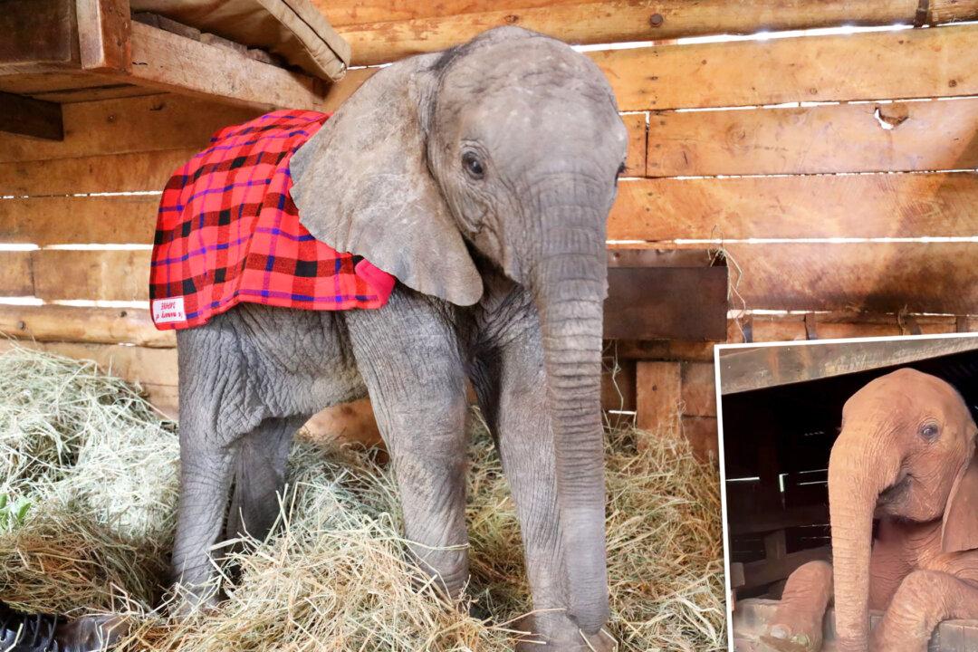 VIDEO: Rescued Baby Elephant Refuses to Go to Sleep, Adorably Protests Bedtime