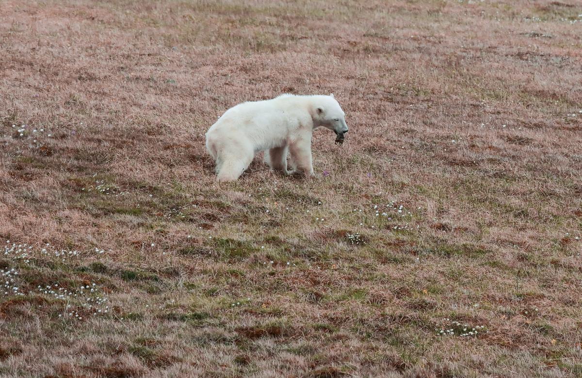 A female polar bear whose tongue was stuck in a tin can near the Arctic settlement of Dikson on the Taymyr Peninsula, Russia, on July 21, 2022. (Courtesy of Nornickel via Reuters)
