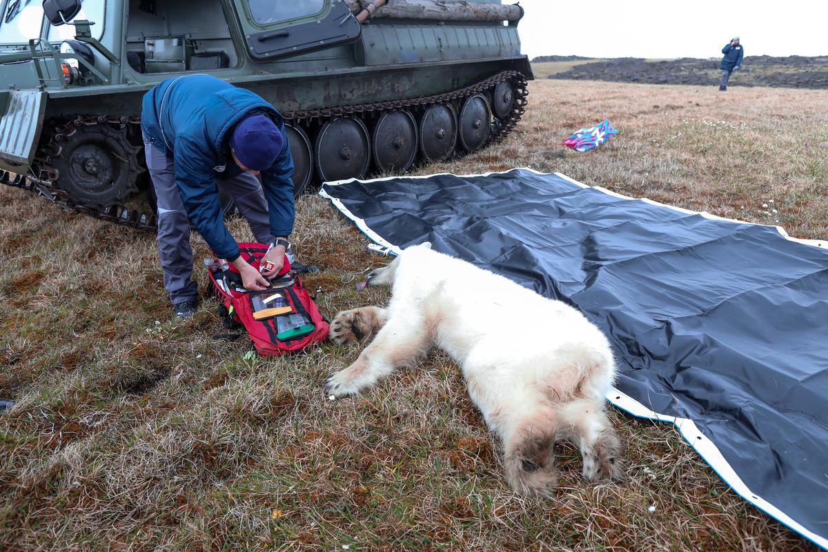 Chief veterinarian of the Moscow Zoo Mikhail Alshinetsky tends to a sedated female polar bear whose tongue was stuck in a tin can, in the Arctic settlement of Dikson on the Taymyr Peninsula, Russia, on July 21, 2022. (Courtesy of Nornickel via Reuters)