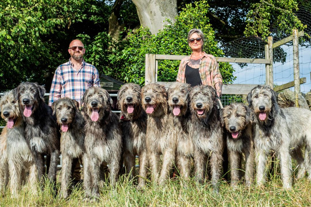 ‘They’re Very Loving Dogs’: Couple Share Country Home With 10 Humongous Irish Wolfhound Dogs