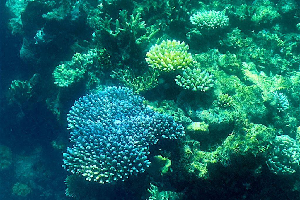 Most of Australia’s Great Barrier Reef Seeing Record High Coral Coverage Despite Bleaching Events