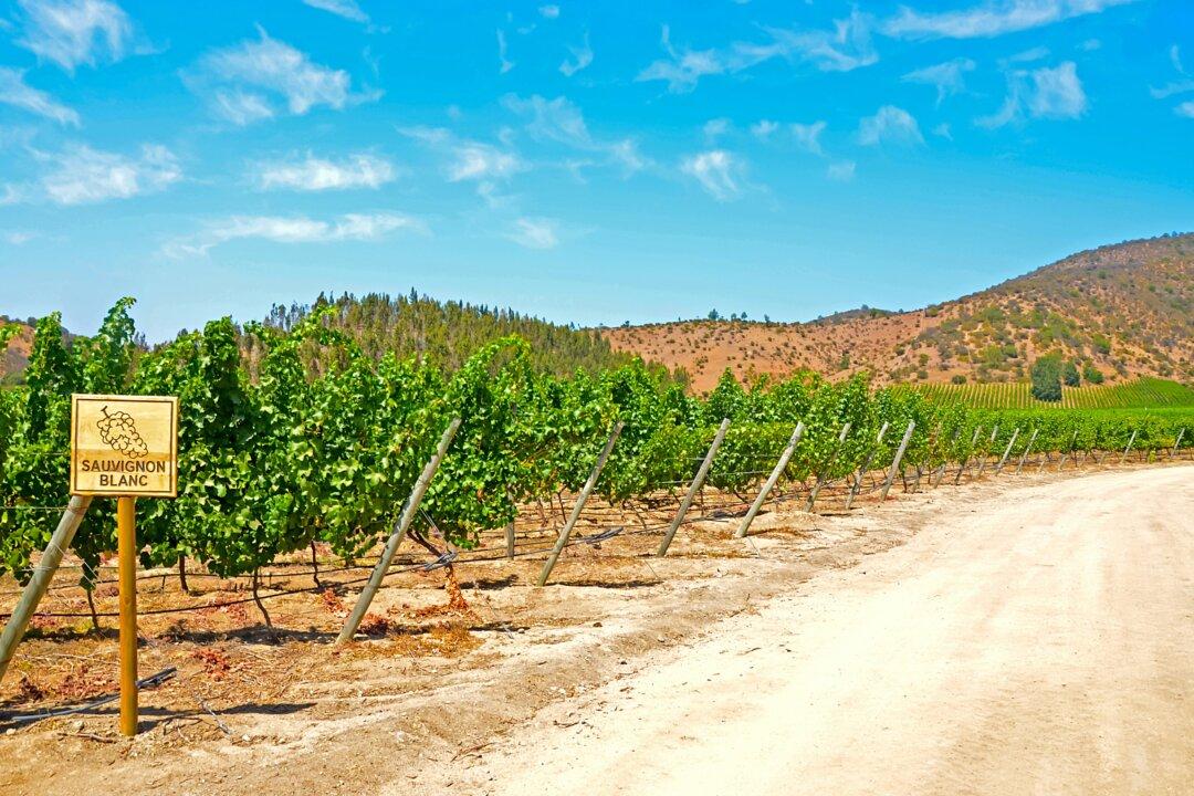 The Checkered History of Sauvignon Blanc