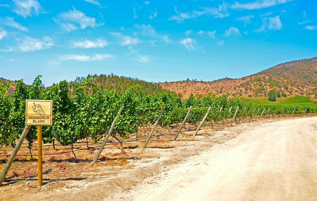 The Checkered History of Sauvignon Blanc