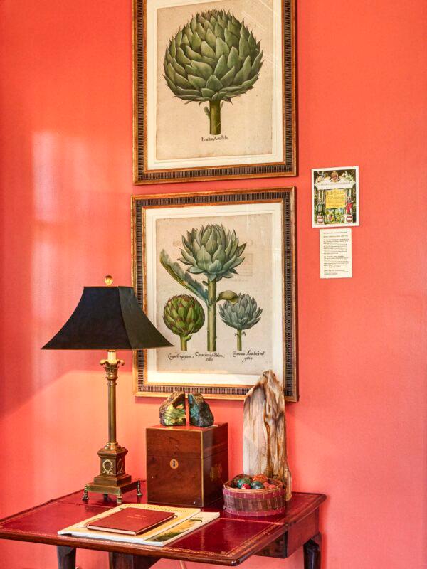A hand-colored etching of artichokes, from the work “Hortus Eystettensis” by Basilus Besler, published 1613. The work detailed the plants in the Prince Bishop of Eichstatt’s garden. (Imaginary Lines, Mary Brandt Photography)