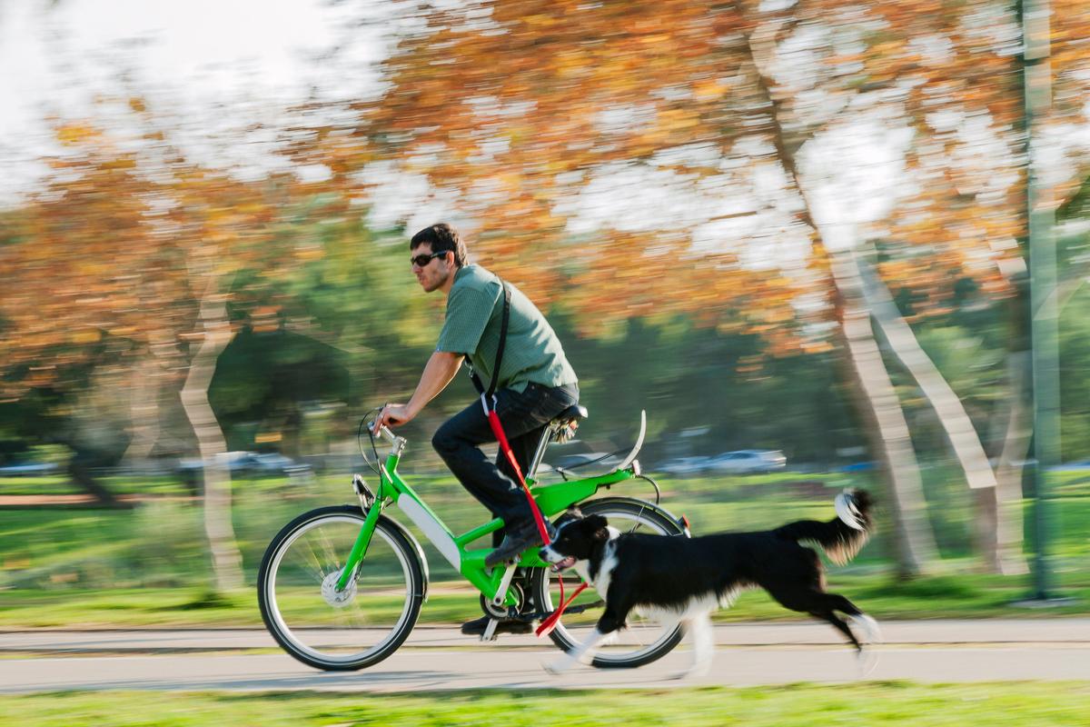 Can You Ride A Bike With Your Dog?