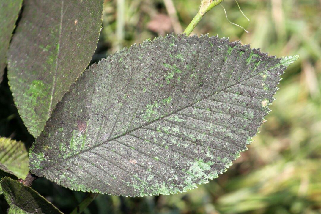 Tiny Insects That Cause Big Problems