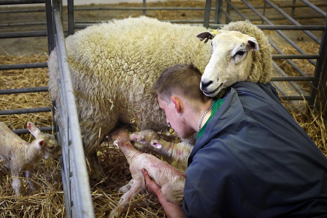 Fresh Crop of British Farmers Needed: Industry Experts