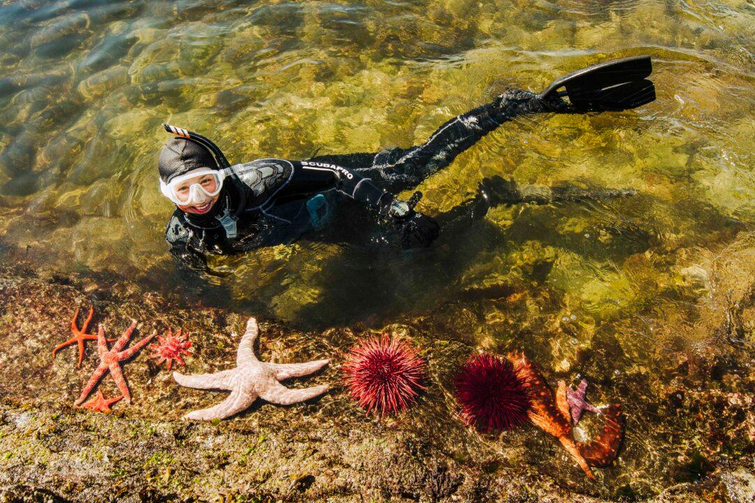 Snorkeling Adventures: Dive Beneath the Crisp Waters of Alaska to Discover One of the Most Densely Populated Ecosystems on Earth