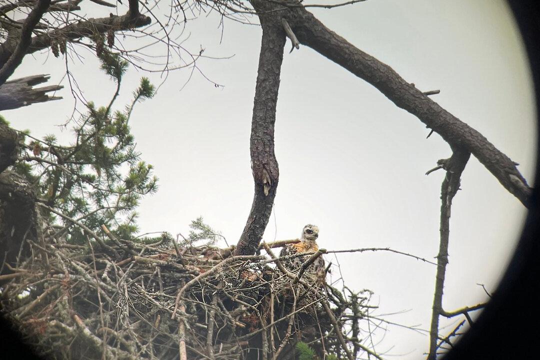 Bald Eagle Snatches Baby Hawk for Dinner, Ends Up Adopting It; Nest-Cam Footage Reveals Rare Raptor Family