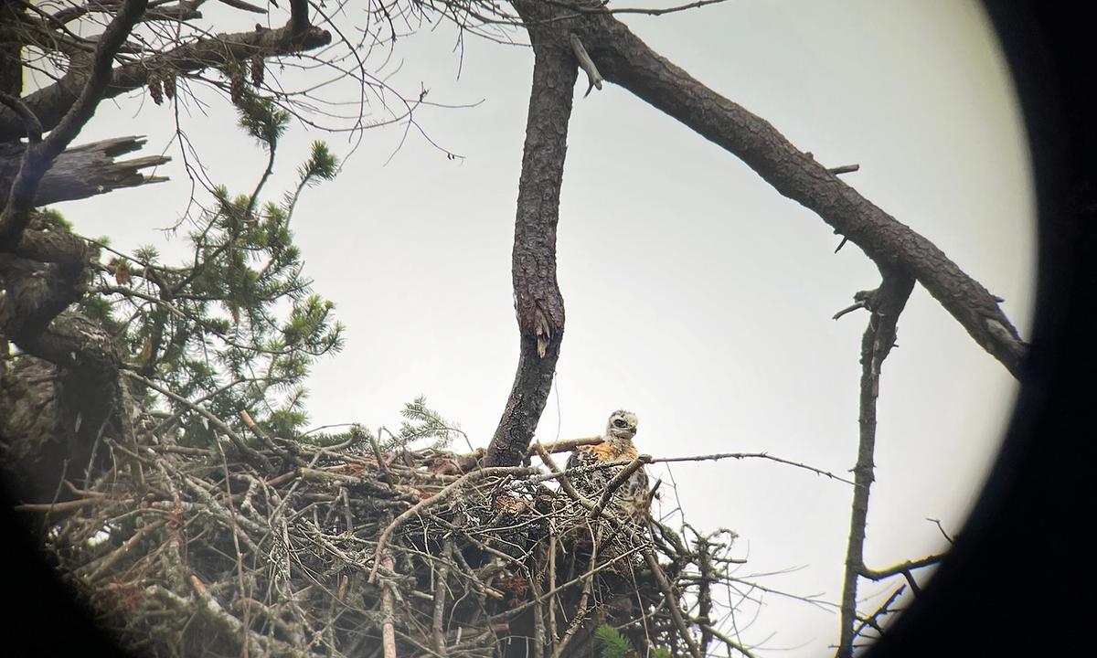Bald Eagle Snatches Baby Hawk for Dinner, Ends Up Adopting It; Nest-Cam Footage Reveals Rare Raptor Family