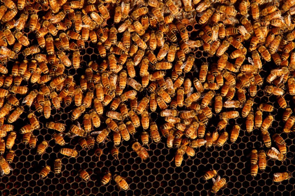 Australian Beekeepers Seek $140 Million Compensation for Forced Bee Extermination