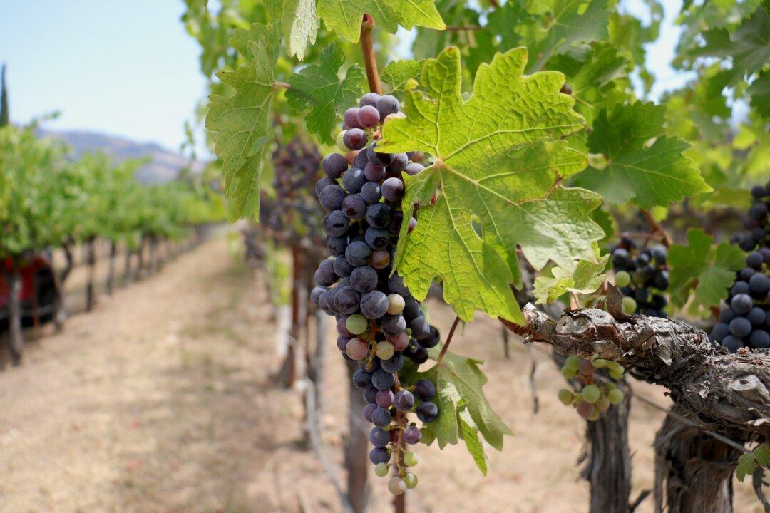 It’s Grape Season in California’s Napa Valley