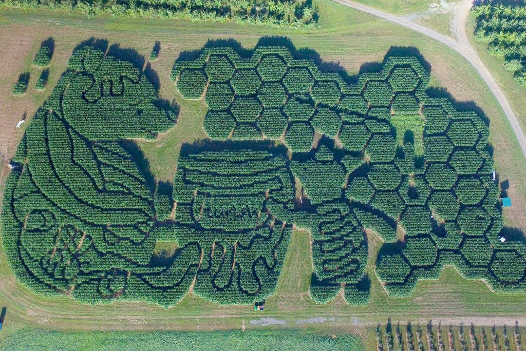 Maine’s Oldest-Running Corn Maze Celebrates 22nd Year With ‘Winnie the Pooh’ Theme