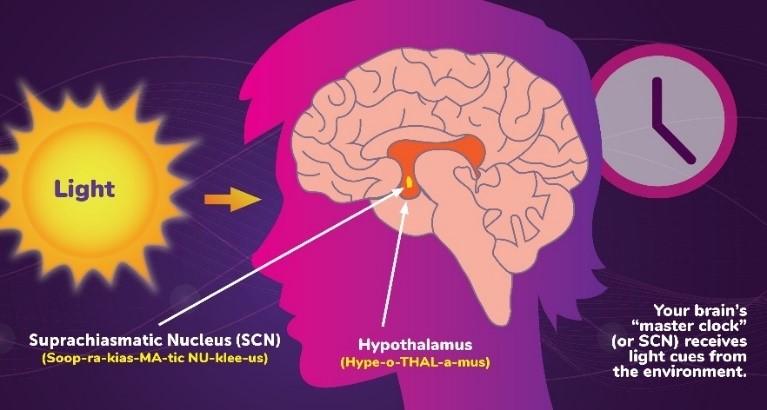What Are Circadian Rhythms?