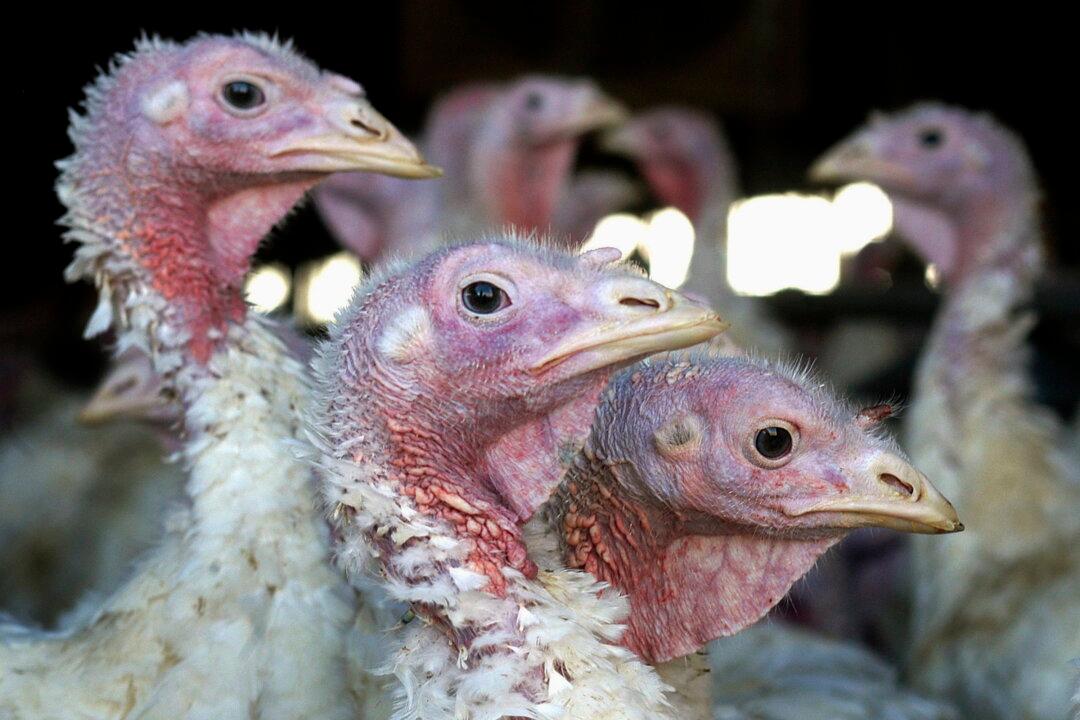 Deadly Bird Flu Returns to Midwest Earlier Than Expected