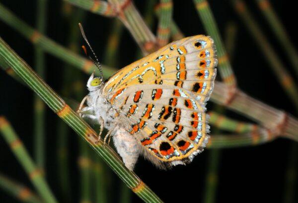 The endangered Bulloak Jewel Butterfly, Hypochrysops piceatus. (supplied)