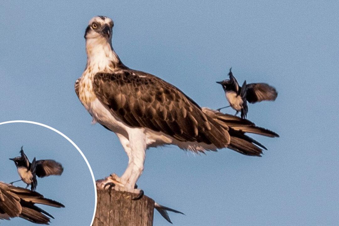 Cheeky Wagtail Caught on Camera Teasing Osprey Who Was ‘Quietly Enjoying His Dinner’