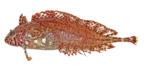Silverspot Weedfish, Heteroclinus argyrospilos. (supplied)