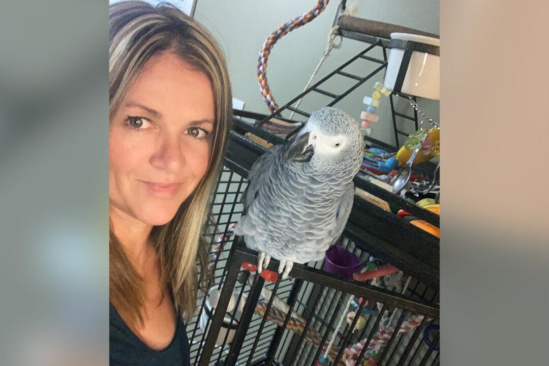 ‘Smarten Up, Man!’: Bossy African Grey Parrot Loves Calling Out His Family and Their Cats