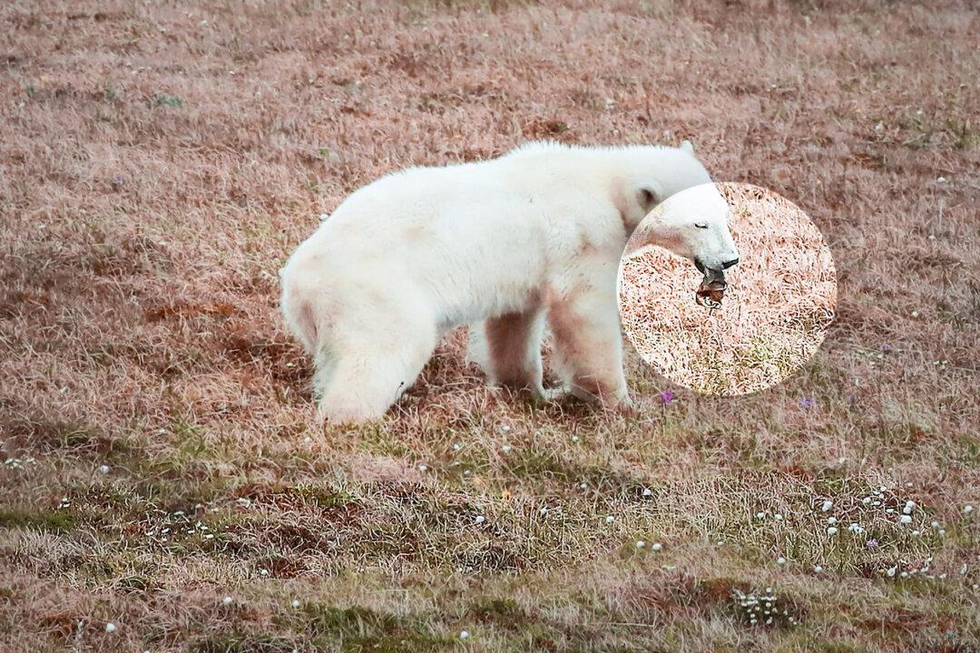 Polar Bear Cub Seeks Human for Help After Tongue Gets Stuck in Tin Can Near Outpost in Northern Russia
