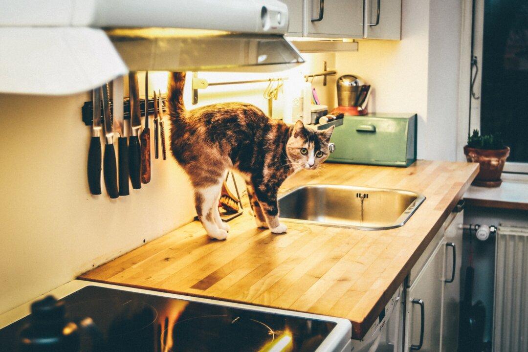 How to Keep Cats Off Counters