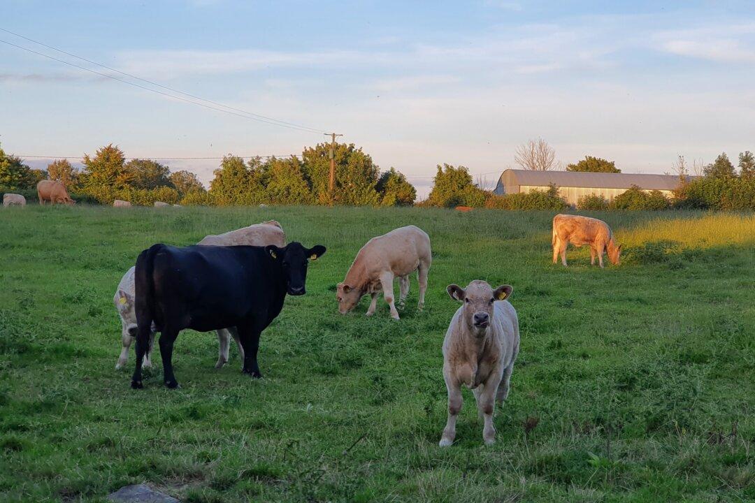 Emission Ceiling for Farming a ‘PR Stunt,’ Irish Lawmaker