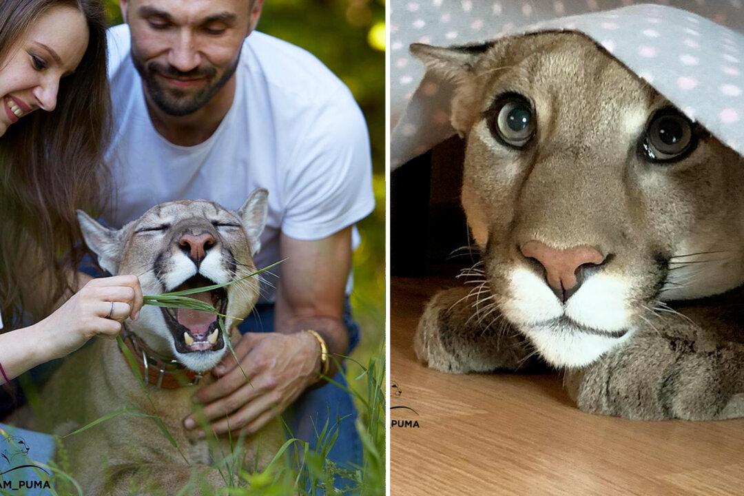 PHOTOS: Rescued Puma Can’t Go Back in the Wild, Enjoys Life Like Any Big House Cat