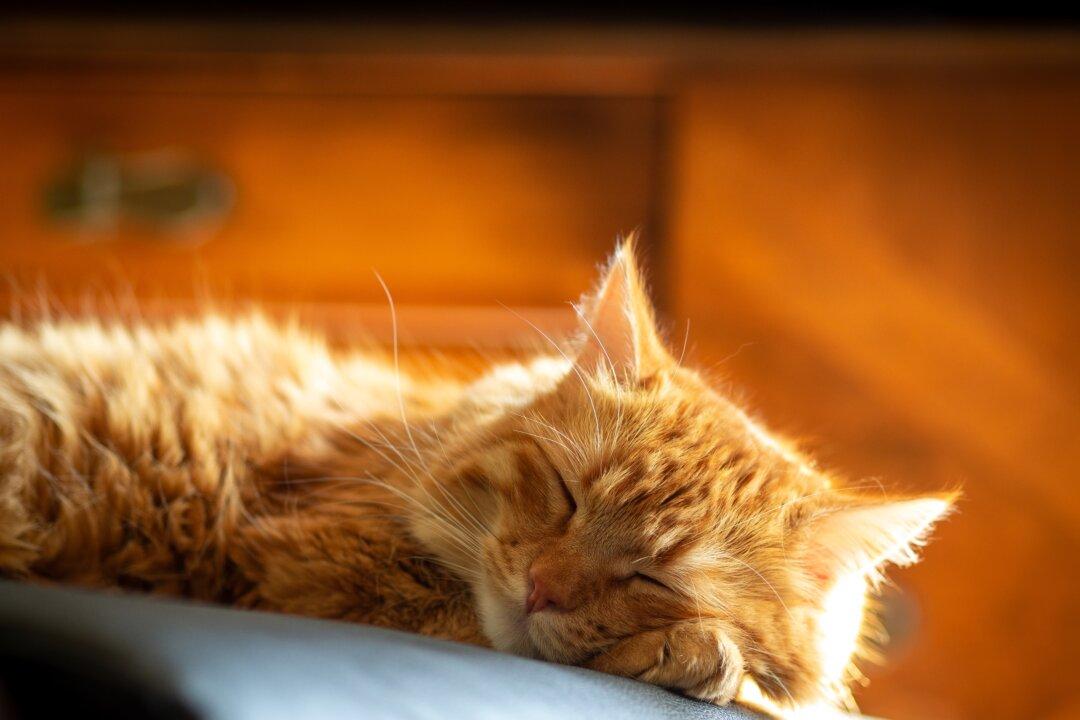 What Makes Cats Sleep So Much?